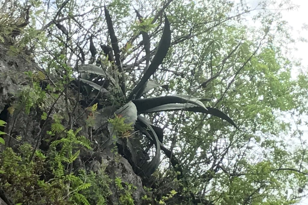 Wild Agave Tepextate in San Dionisio Ocotepec