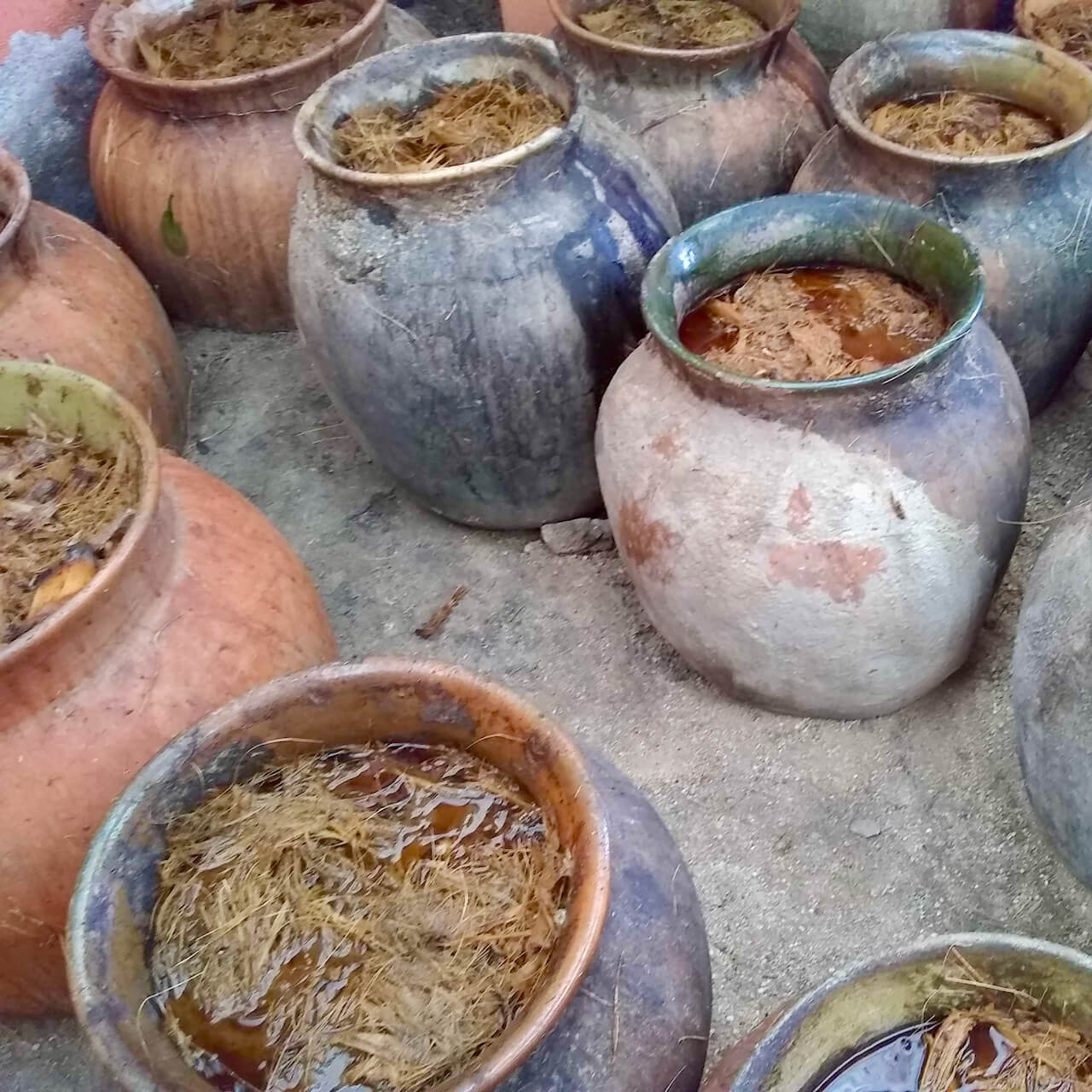 Clay pots filled with fermenting agave
