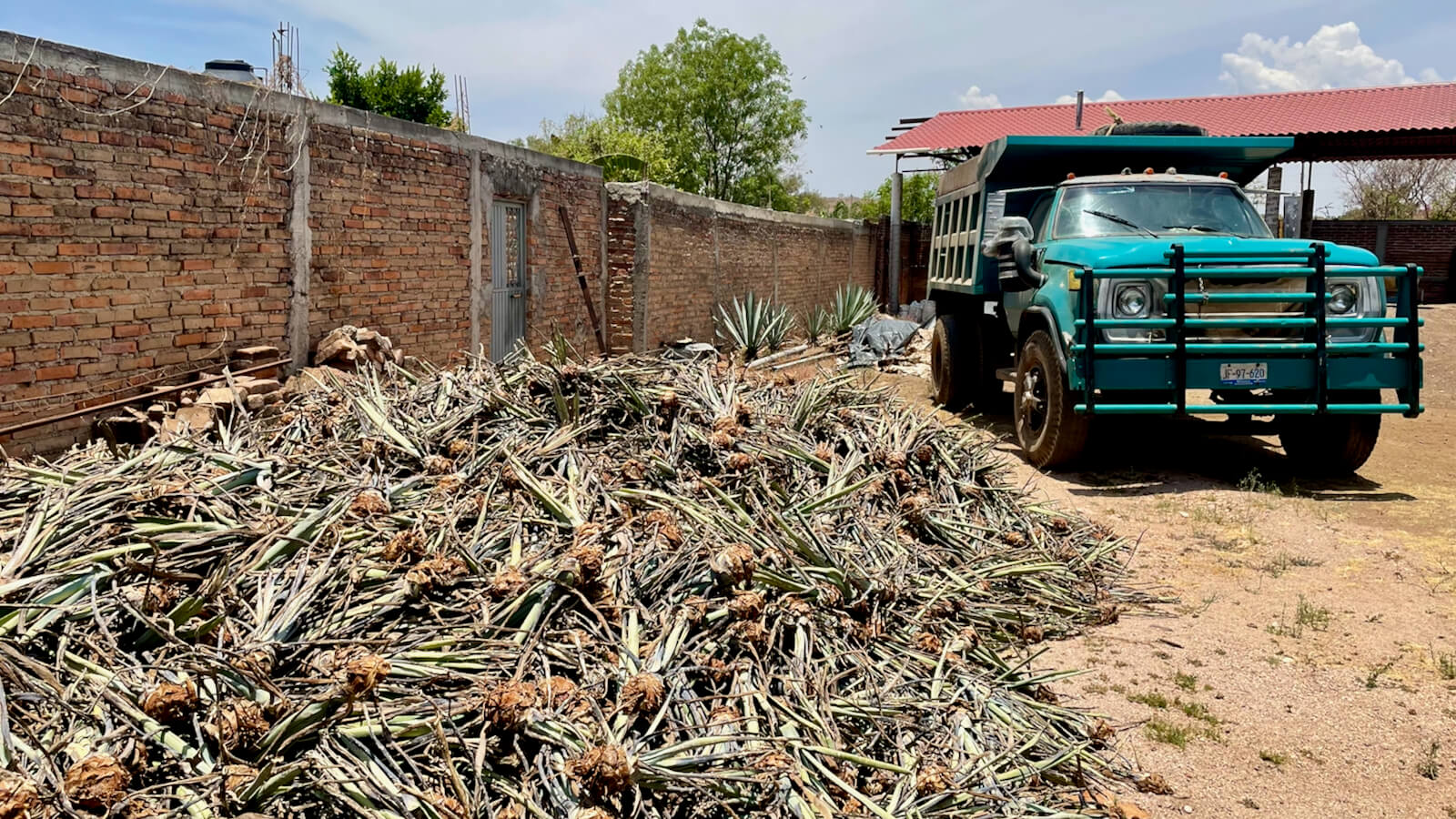 A pile of hijuelos (agave pups) sitting outside next to an old large green truck