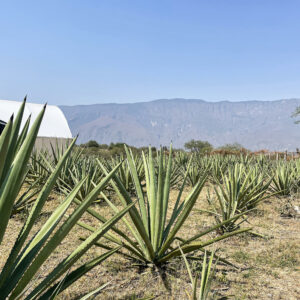 Agave field Chacolo