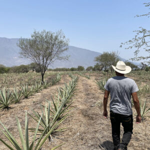 Miguel Agave Fields