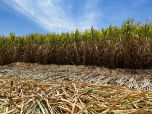 Uruapan Harvesting Sugar Cane
