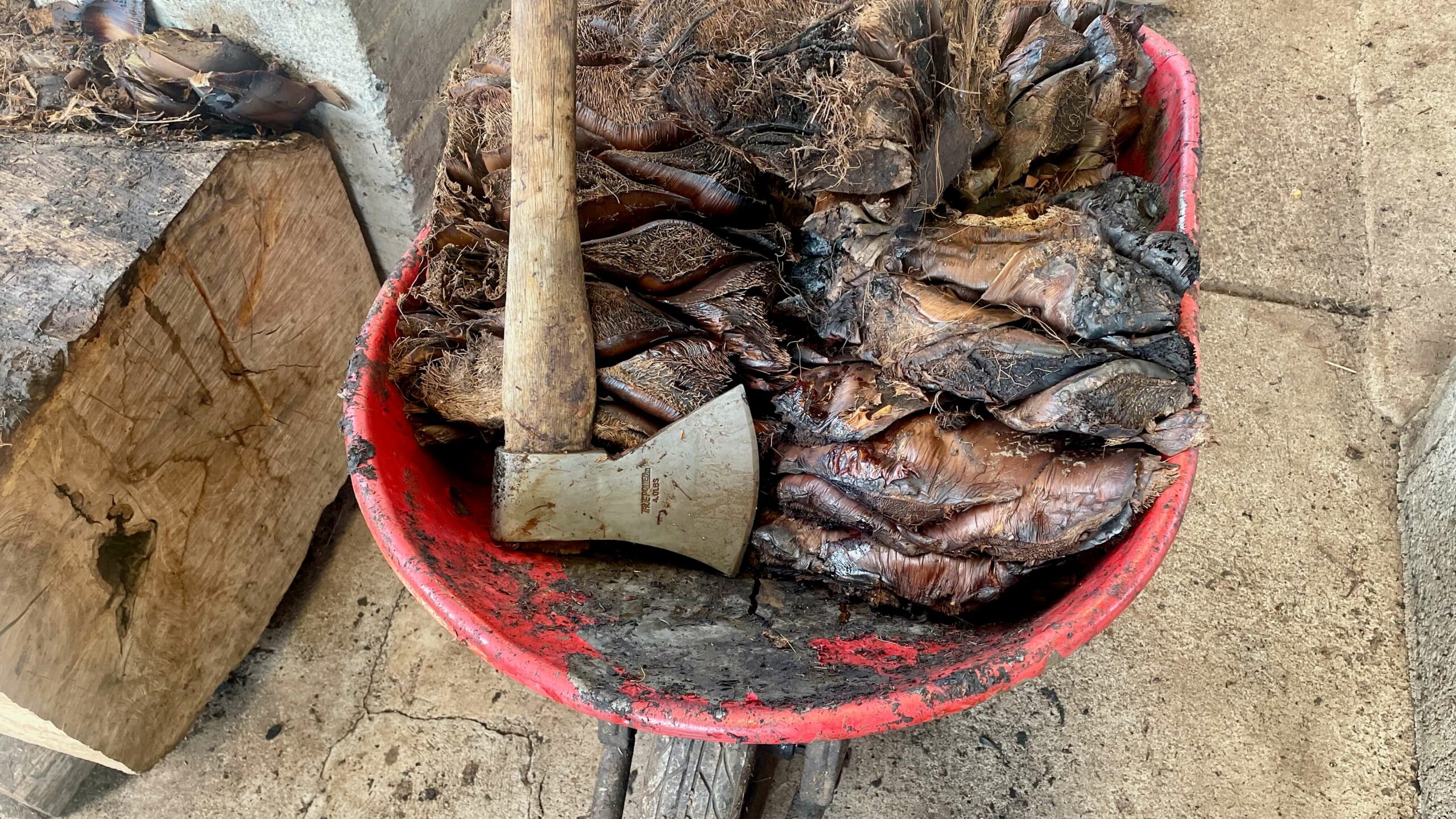 Cooked agave in a wheelbarrow with an axe laying on it